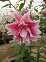 [5262 Isabella No02.JPG]